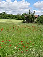 Coquelicots (prise a Millery, Rhone)(4)